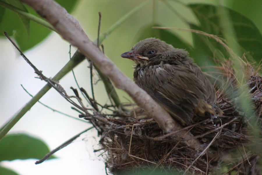 พาไปชม “ธรรมชาติจัดสรร” เมื่อหนุ่มนักท่องเที่ยวปล่อยให้สวนรก จนกลายเป็นระบบนิเวศเล็กๆ ในรั้วบ้าน