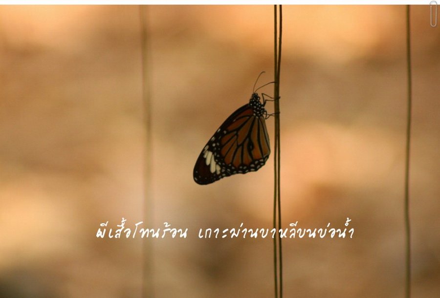 พาไปชม “ธรรมชาติจัดสรร” เมื่อหนุ่มนักท่องเที่ยวปล่อยให้สวนรก จนกลายเป็นระบบนิเวศเล็กๆ ในรั้วบ้าน