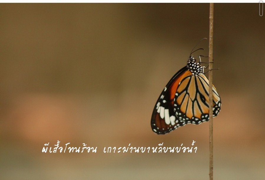 พาไปชม “ธรรมชาติจัดสรร” เมื่อหนุ่มนักท่องเที่ยวปล่อยให้สวนรก จนกลายเป็นระบบนิเวศเล็กๆ ในรั้วบ้าน