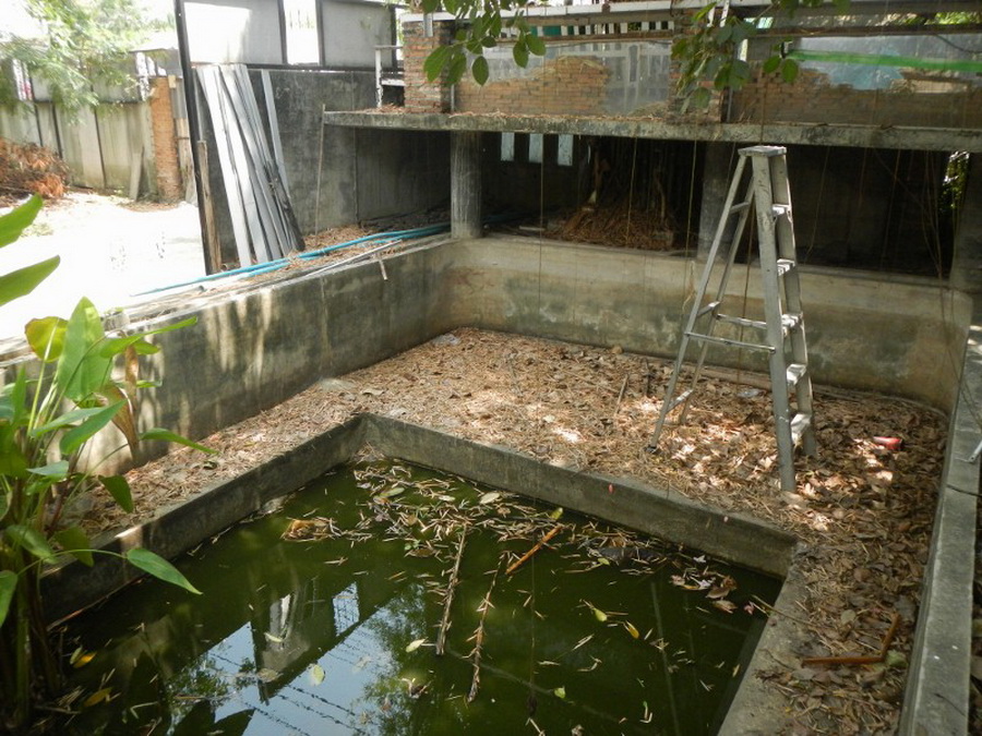 พาไปชม “ธรรมชาติจัดสรร” เมื่อหนุ่มนักท่องเที่ยวปล่อยให้สวนรก จนกลายเป็นระบบนิเวศเล็กๆ ในรั้วบ้าน