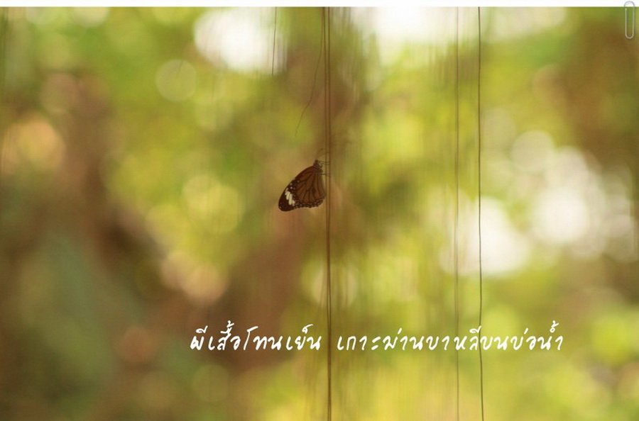 พาไปชม “ธรรมชาติจัดสรร” เมื่อหนุ่มนักท่องเที่ยวปล่อยให้สวนรก จนกลายเป็นระบบนิเวศเล็กๆ ในรั้วบ้าน