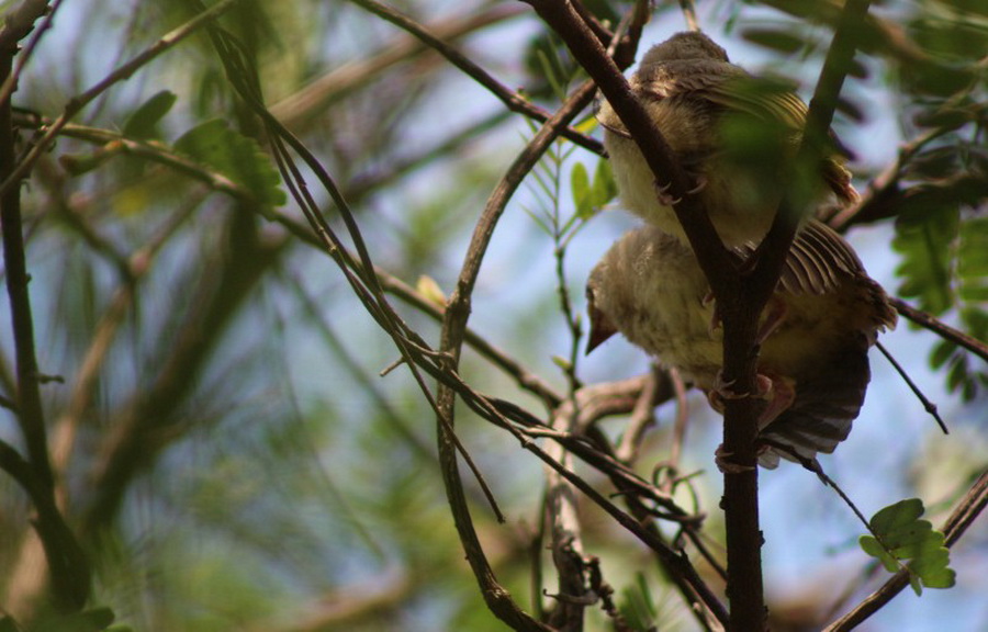 พาไปชม “ธรรมชาติจัดสรร” เมื่อหนุ่มนักท่องเที่ยวปล่อยให้สวนรก จนกลายเป็นระบบนิเวศเล็กๆ ในรั้วบ้าน