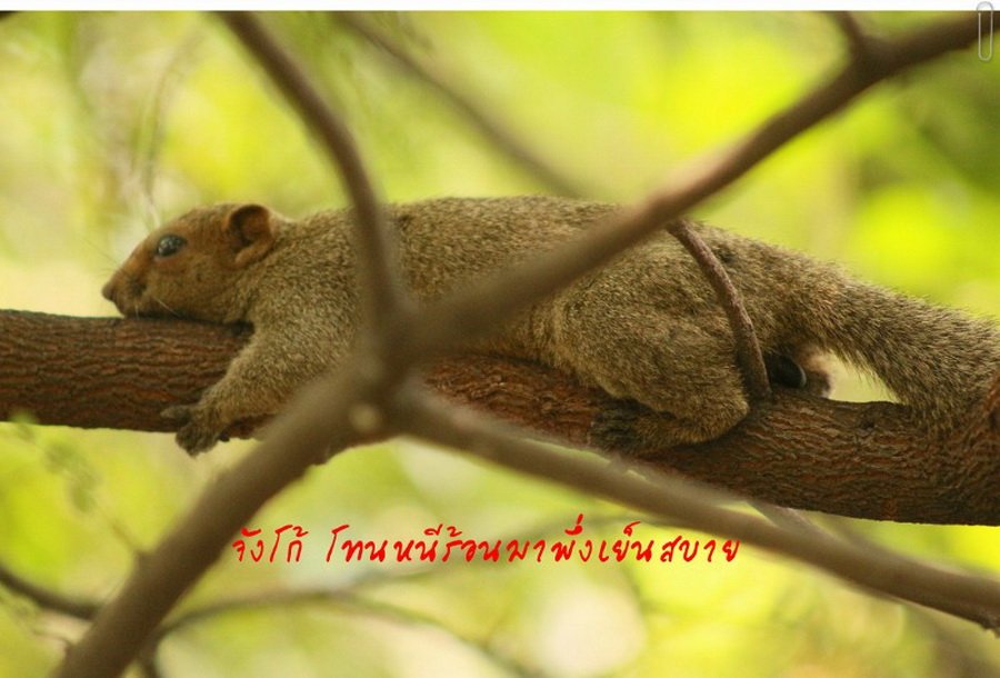 พาไปชม “ธรรมชาติจัดสรร” เมื่อหนุ่มนักท่องเที่ยวปล่อยให้สวนรก จนกลายเป็นระบบนิเวศเล็กๆ ในรั้วบ้าน