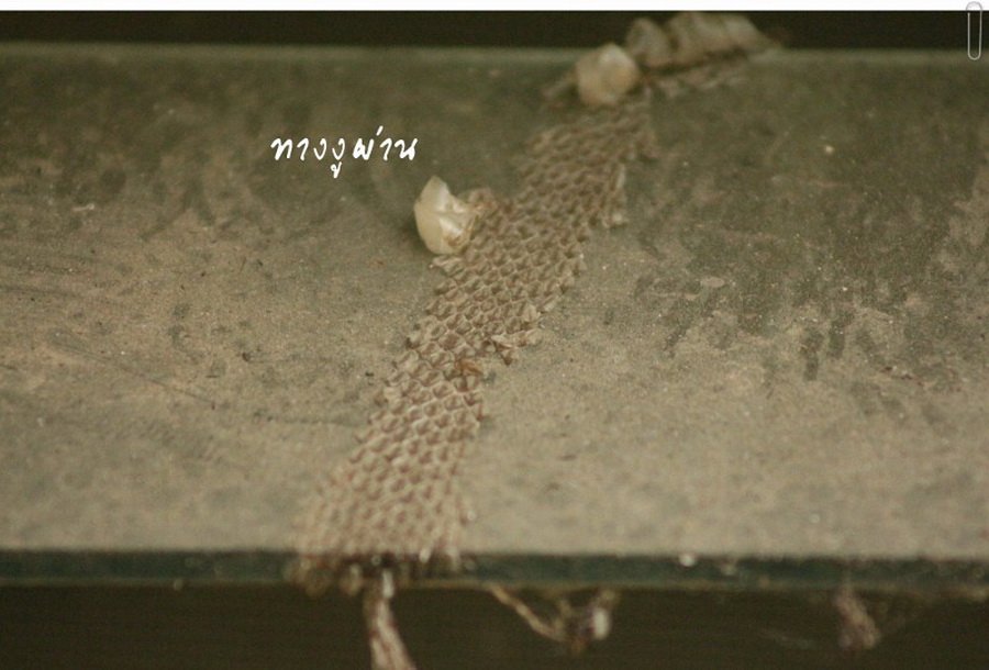 พาไปชม “ธรรมชาติจัดสรร” เมื่อหนุ่มนักท่องเที่ยวปล่อยให้สวนรก จนกลายเป็นระบบนิเวศเล็กๆ ในรั้วบ้าน