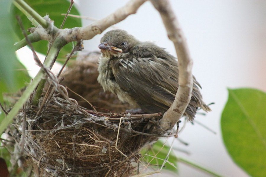 พาไปชม “ธรรมชาติจัดสรร” เมื่อหนุ่มนักท่องเที่ยวปล่อยให้สวนรก จนกลายเป็นระบบนิเวศเล็กๆ ในรั้วบ้าน
