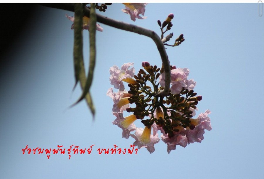 พาไปชม “ธรรมชาติจัดสรร” เมื่อหนุ่มนักท่องเที่ยวปล่อยให้สวนรก จนกลายเป็นระบบนิเวศเล็กๆ ในรั้วบ้าน