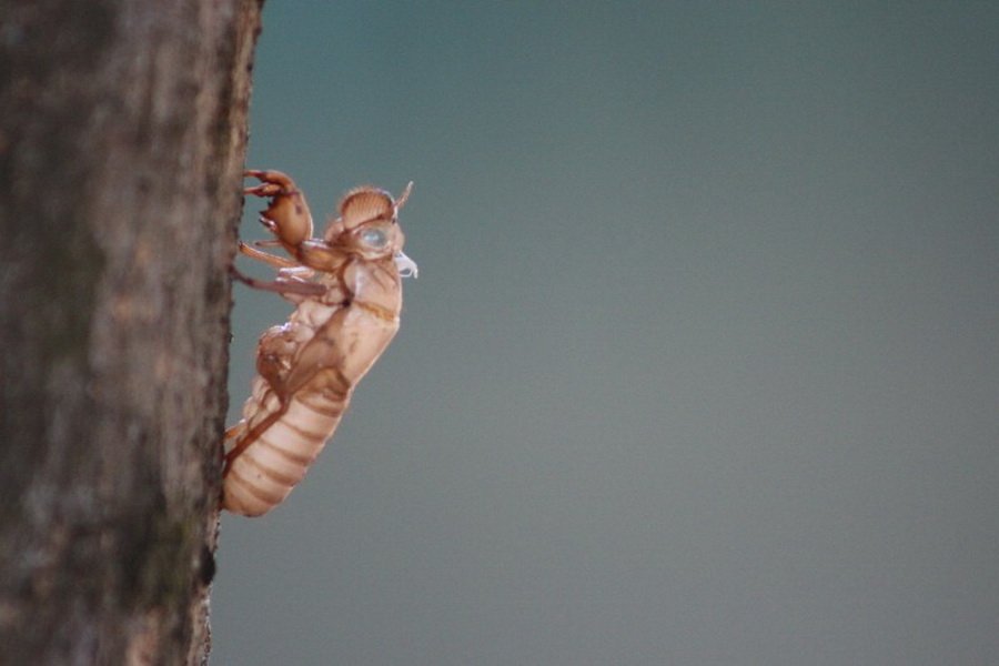 พาไปชม “ธรรมชาติจัดสรร” เมื่อหนุ่มนักท่องเที่ยวปล่อยให้สวนรก จนกลายเป็นระบบนิเวศเล็กๆ ในรั้วบ้าน