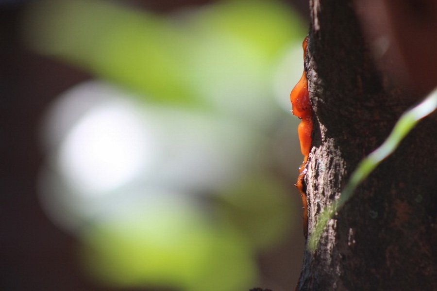 พาไปชม “ธรรมชาติจัดสรร” เมื่อหนุ่มนักท่องเที่ยวปล่อยให้สวนรก จนกลายเป็นระบบนิเวศเล็กๆ ในรั้วบ้าน