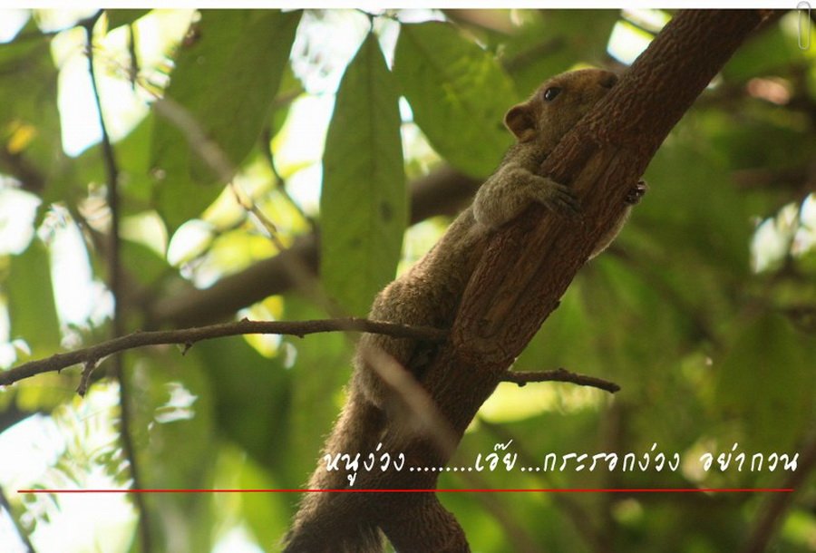 พาไปชม “ธรรมชาติจัดสรร” เมื่อหนุ่มนักท่องเที่ยวปล่อยให้สวนรก จนกลายเป็นระบบนิเวศเล็กๆ ในรั้วบ้าน