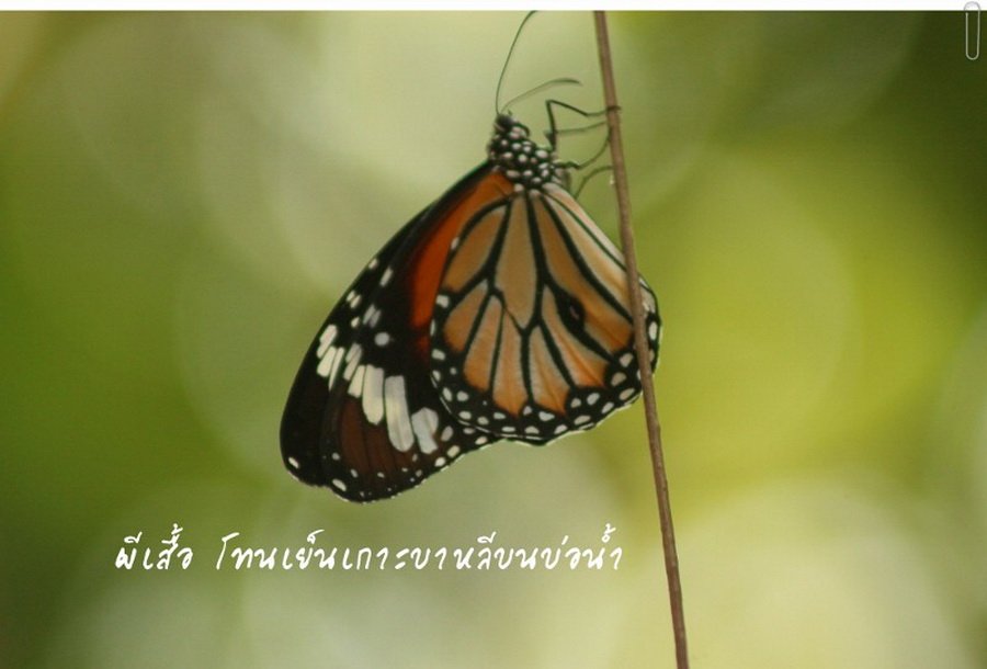 พาไปชม “ธรรมชาติจัดสรร” เมื่อหนุ่มนักท่องเที่ยวปล่อยให้สวนรก จนกลายเป็นระบบนิเวศเล็กๆ ในรั้วบ้าน