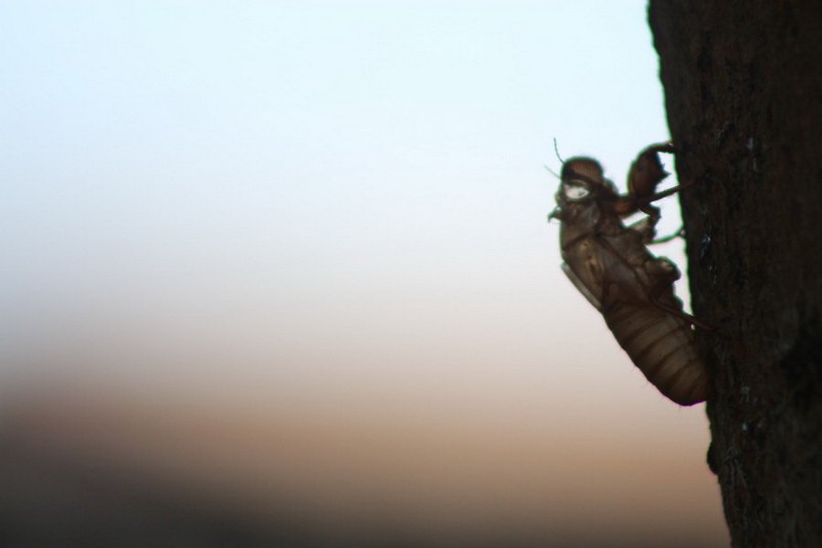 พาไปชม “ธรรมชาติจัดสรร” เมื่อหนุ่มนักท่องเที่ยวปล่อยให้สวนรก จนกลายเป็นระบบนิเวศเล็กๆ ในรั้วบ้าน