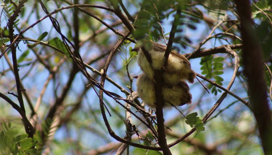 พาไปชม “ธรรมชาติจัดสรร” เมื่อหนุ่มนักท่องเที่ยวปล่อยให้สวนรก จนกลายเป็นระบบนิเวศเล็กๆ ในรั้วบ้าน