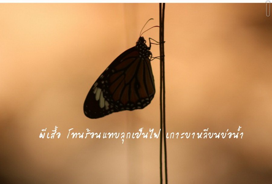 พาไปชม “ธรรมชาติจัดสรร” เมื่อหนุ่มนักท่องเที่ยวปล่อยให้สวนรก จนกลายเป็นระบบนิเวศเล็กๆ ในรั้วบ้าน