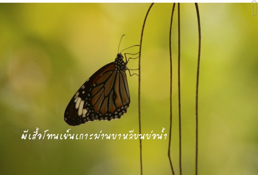 พาไปชม “ธรรมชาติจัดสรร” เมื่อหนุ่มนักท่องเที่ยวปล่อยให้สวนรก จนกลายเป็นระบบนิเวศเล็กๆ ในรั้วบ้าน