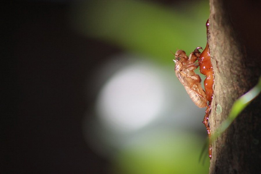 พาไปชม “ธรรมชาติจัดสรร” เมื่อหนุ่มนักท่องเที่ยวปล่อยให้สวนรก จนกลายเป็นระบบนิเวศเล็กๆ ในรั้วบ้าน
