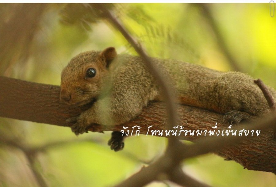 พาไปชม “ธรรมชาติจัดสรร” เมื่อหนุ่มนักท่องเที่ยวปล่อยให้สวนรก จนกลายเป็นระบบนิเวศเล็กๆ ในรั้วบ้าน