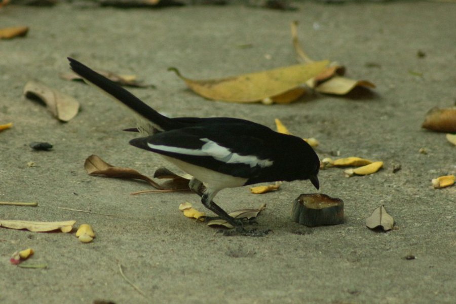พาไปชม “ธรรมชาติจัดสรร” เมื่อหนุ่มนักท่องเที่ยวปล่อยให้สวนรก จนกลายเป็นระบบนิเวศเล็กๆ ในรั้วบ้าน