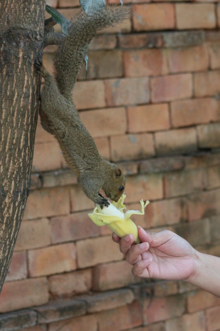 พาไปชม “ธรรมชาติจัดสรร” เมื่อหนุ่มนักท่องเที่ยวปล่อยให้สวนรก จนกลายเป็นระบบนิเวศเล็กๆ ในรั้วบ้าน
