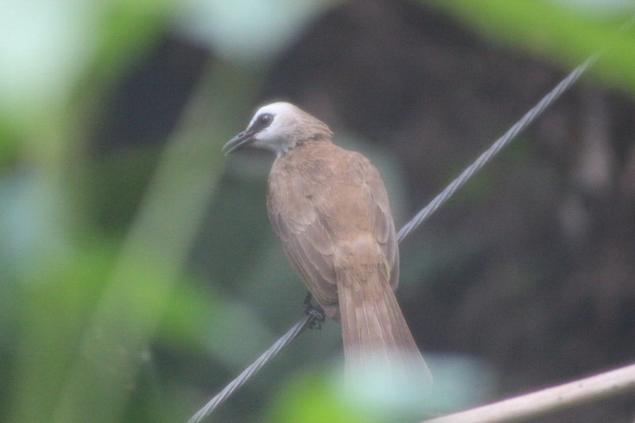 พาไปชม “ธรรมชาติจัดสรร” เมื่อหนุ่มนักท่องเที่ยวปล่อยให้สวนรก จนกลายเป็นระบบนิเวศเล็กๆ ในรั้วบ้าน