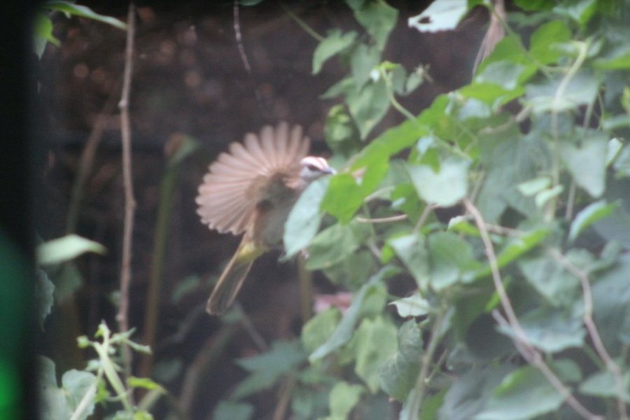 พาไปชม “ธรรมชาติจัดสรร” เมื่อหนุ่มนักท่องเที่ยวปล่อยให้สวนรก จนกลายเป็นระบบนิเวศเล็กๆ ในรั้วบ้าน