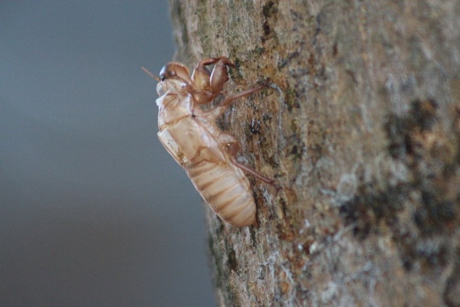 พาไปชม “ธรรมชาติจัดสรร” เมื่อหนุ่มนักท่องเที่ยวปล่อยให้สวนรก จนกลายเป็นระบบนิเวศเล็กๆ ในรั้วบ้าน