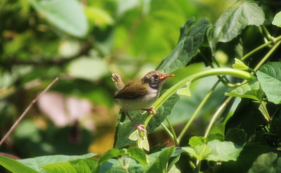พาไปชม “ธรรมชาติจัดสรร” เมื่อหนุ่มนักท่องเที่ยวปล่อยให้สวนรก จนกลายเป็นระบบนิเวศเล็กๆ ในรั้วบ้าน