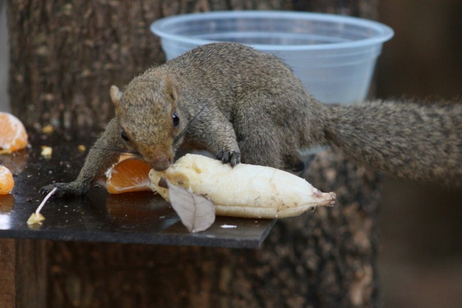 พาไปชม “ธรรมชาติจัดสรร” เมื่อหนุ่มนักท่องเที่ยวปล่อยให้สวนรก จนกลายเป็นระบบนิเวศเล็กๆ ในรั้วบ้าน