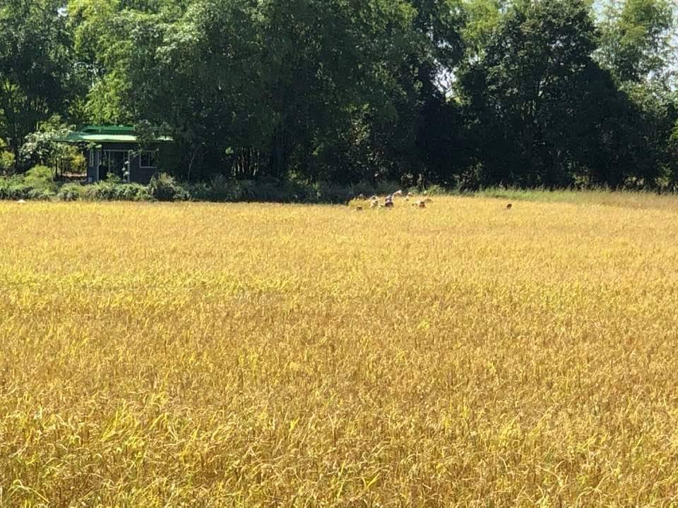 "บ้านไมค์ ภิรมย์พร" อาณาจักรเรือกสวนไร่นา ชีวิตที่พึ่งพาความเรียบง่าย