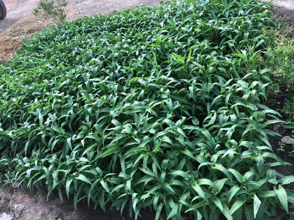 "บ้านไมค์ ภิรมย์พร" อาณาจักรเรือกสวนไร่นา ชีวิตที่พึ่งพาความเรียบง่าย