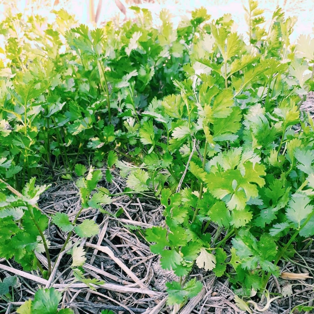 ไร่นาสวนผสมของ “เปา เปาวลี” ที่จังหวัดสุพรรณฯ เลี้ยงไก่ เลี้ยงวัว ปลูกข้าว จัดเต็ม