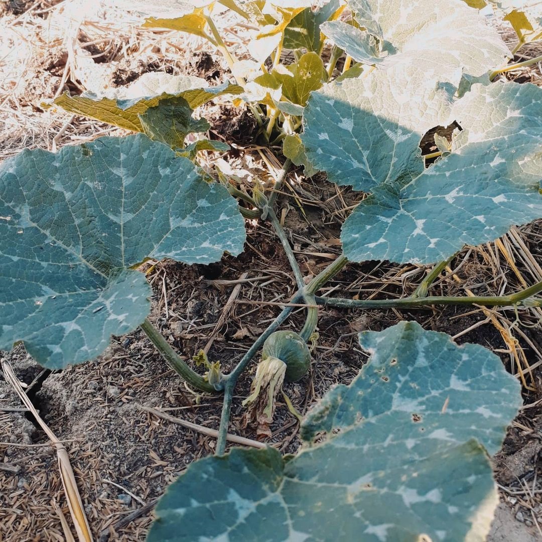 ไร่นาสวนผสมของ “เปา เปาวลี” ที่จังหวัดสุพรรณฯ เลี้ยงไก่ เลี้ยงวัว ปลูกข้าว จัดเต็ม