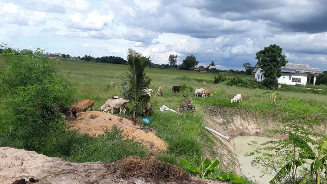 ไร่นาสวนผสมของ “เปา เปาวลี” ที่จังหวัดสุพรรณฯ เลี้ยงไก่ เลี้ยงวัว ปลูกข้าว จัดเต็ม