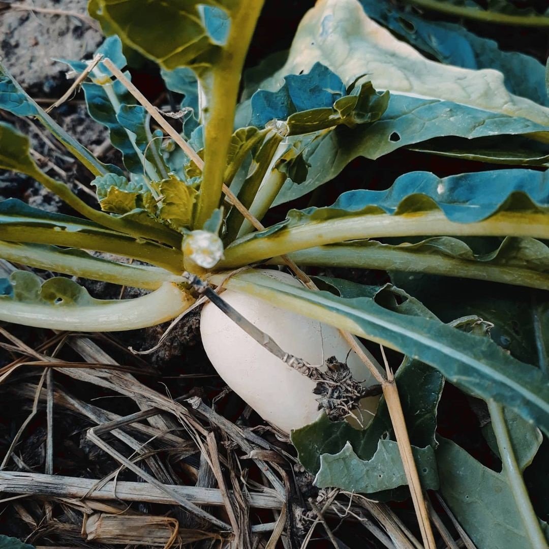ไร่นาสวนผสมของ “เปา เปาวลี” ที่จังหวัดสุพรรณฯ เลี้ยงไก่ เลี้ยงวัว ปลูกข้าว จัดเต็ม
