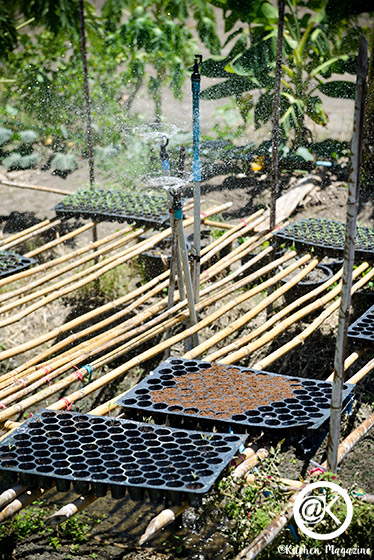 วิธีปลูกมะเขือเทศจากเมล็ด ง่ายเหมือนจับมือทำ โดยเจ้าของไร่มะเขือเทศออร์แกนิกจากนครปฐม