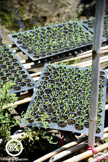 วิธีปลูกมะเขือเทศจากเมล็ด ง่ายเหมือนจับมือทำ โดยเจ้าของไร่มะเขือเทศออร์แกนิกจากนครปฐม