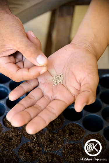 วิธีปลูกมะเขือเทศจากเมล็ด ง่ายเหมือนจับมือทำ โดยเจ้าของไร่มะเขือเทศออร์แกนิกจากนครปฐม