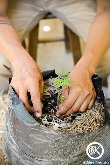 วิธีปลูกมะเขือเทศจากเมล็ด ง่ายเหมือนจับมือทำ โดยเจ้าของไร่มะเขือเทศออร์แกนิกจากนครปฐม