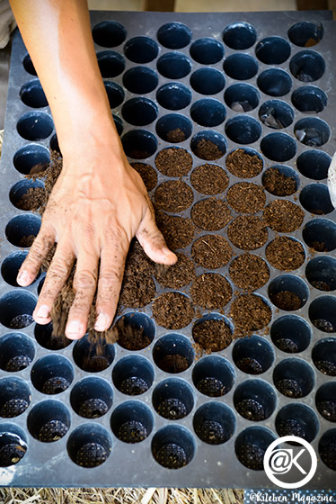 วิธีปลูกมะเขือเทศจากเมล็ด ง่ายเหมือนจับมือทำ โดยเจ้าของไร่มะเขือเทศออร์แกนิกจากนครปฐม