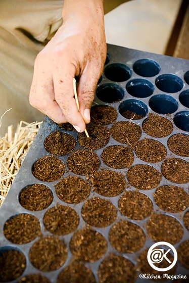 วิธีปลูกมะเขือเทศจากเมล็ด ง่ายเหมือนจับมือทำ โดยเจ้าของไร่มะเขือเทศออร์แกนิกจากนครปฐม