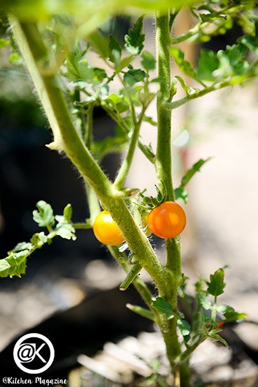 วิธีปลูกมะเขือเทศจากเมล็ด ง่ายเหมือนจับมือทำ โดยเจ้าของไร่มะเขือเทศออร์แกนิกจากนครปฐม