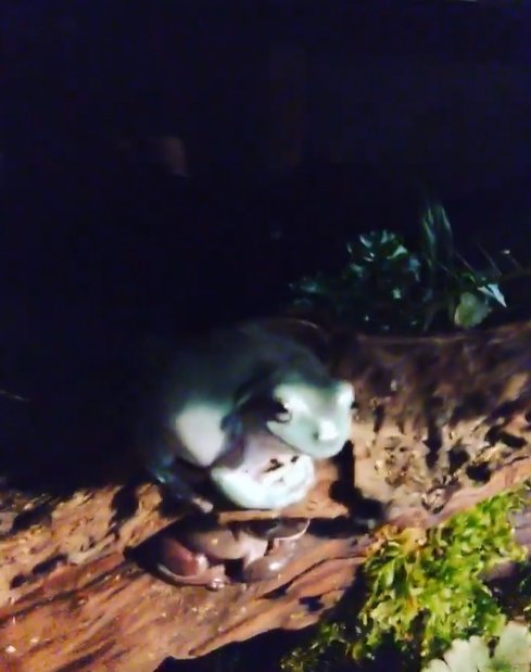 เปิดบ้าน "ออย ธนา" กับการเลี้ยงปลากัด นอกจากความสวยงามแล้วยังเสริมมงคล