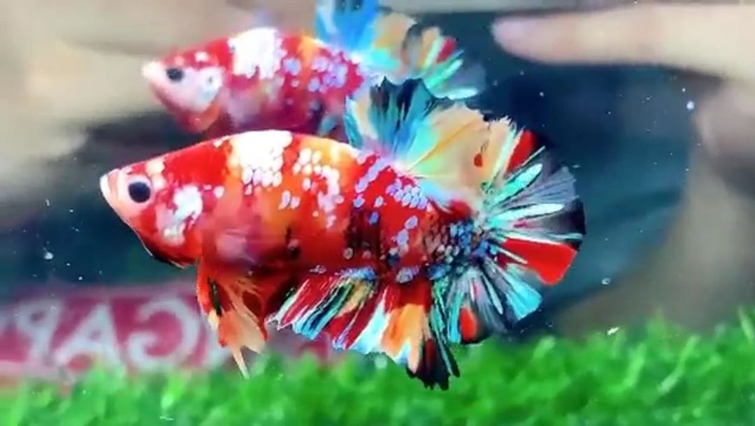 เปิดบ้าน "ออย ธนา" กับการเลี้ยงปลากัด นอกจากความสวยงามแล้วยังเสริมมงคล