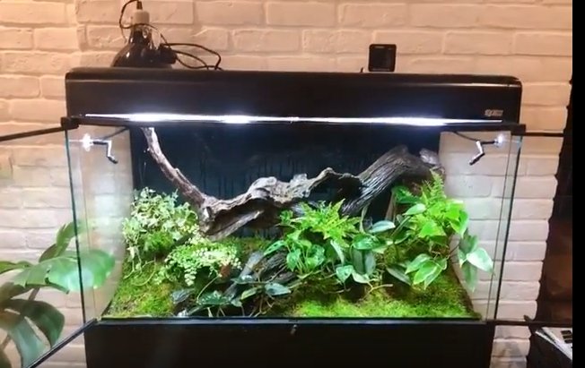 เปิดบ้าน "ออย ธนา" กับการเลี้ยงปลากัด นอกจากความสวยงามแล้วยังเสริมมงคล