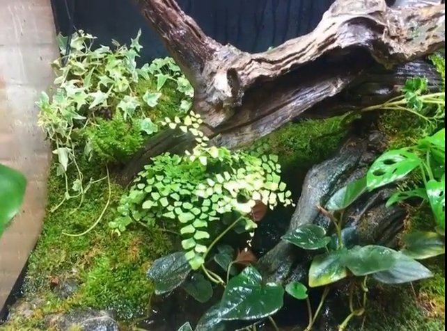 เปิดบ้าน "ออย ธนา" กับการเลี้ยงปลากัด นอกจากความสวยงามแล้วยังเสริมมงคล