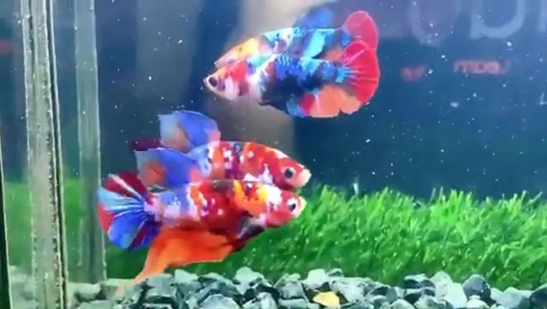 เปิดบ้าน "ออย ธนา" กับการเลี้ยงปลากัด นอกจากความสวยงามแล้วยังเสริมมงคล