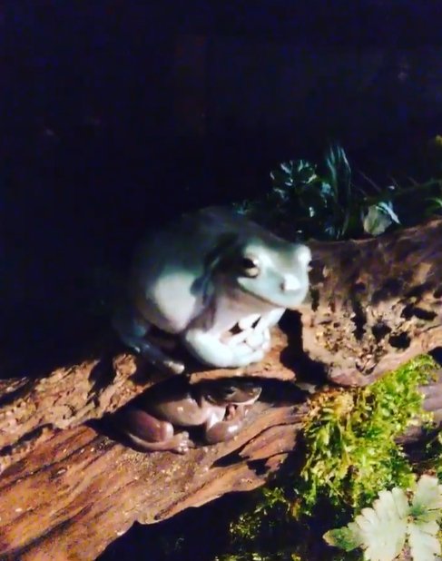 เปิดบ้าน "ออย ธนา" กับการเลี้ยงปลากัด นอกจากความสวยงามแล้วยังเสริมมงคล