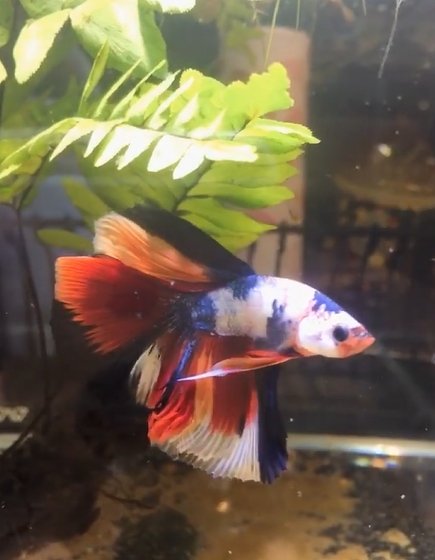 เปิดบ้าน "ออย ธนา" กับการเลี้ยงปลากัด นอกจากความสวยงามแล้วยังเสริมมงคล