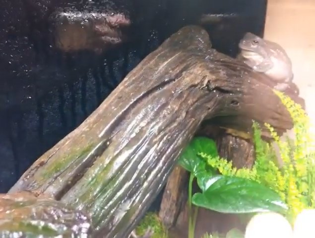 เปิดบ้าน "ออย ธนา" กับการเลี้ยงปลากัด นอกจากความสวยงามแล้วยังเสริมมงคล