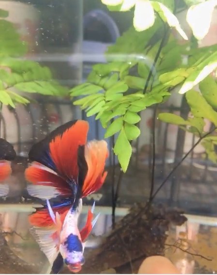 เปิดบ้าน "ออย ธนา" กับการเลี้ยงปลากัด นอกจากความสวยงามแล้วยังเสริมมงคล