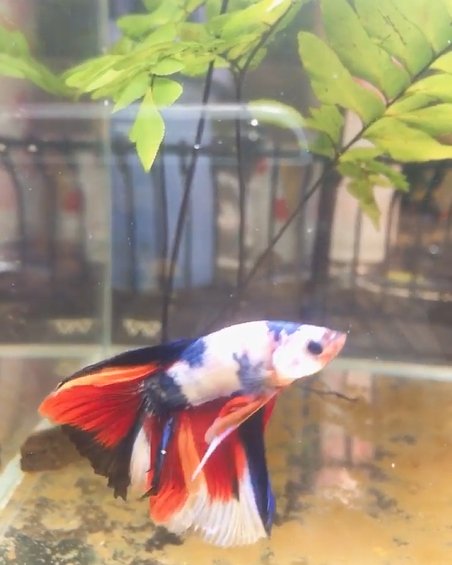 เปิดบ้าน "ออย ธนา" กับการเลี้ยงปลากัด นอกจากความสวยงามแล้วยังเสริมมงคล